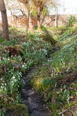 Doğu Lambrook. Somerset. Birleşik Krallık. 5 Şubat 2023. Doğu Lambrook Malikâne Bahçeleri 'nde farklı tipte kar damlaları sergileniyor.