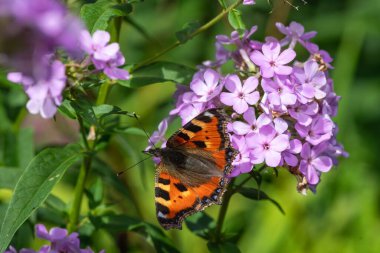 Küçük bir kaplumbağa kabuğuna (aglais urticae) yakın durun. Pembe bahçe fenikleri (phlox paniculata) çiçekleri.
