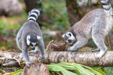 Bir çift halka kuyruklu lemuru (Lemur catta) bir kütüğe tırmanırken kapat