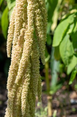 Sevgiye yakın yerde kanlar içinde yatar (amaranthus karnabaharlar) çiçek açar