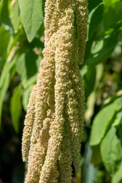 Sevgiye yakın yerde kanlar içinde yatar (amaranthus karnabaharlar) çiçek açar
