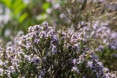 Çiçekler açan kediotu (valeriana officinalis) çiçeklerine yakın çekim
