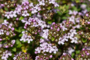 Çiçekler açan kediotu (valeriana officinalis) çiçeklerine yakın çekim