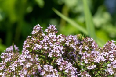 Çiçekler açan kediotu (valeriana officinalis) çiçeklerine yakın çekim