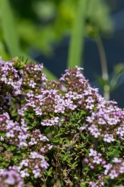Çiçekler açan kediotu (valeriana officinalis) çiçeklerine yakın çekim