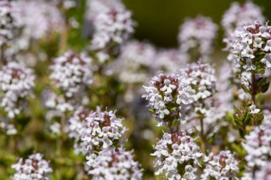 Çiçekler açan kediotu (valeriana officinalis) çiçeklerine yakın çekim