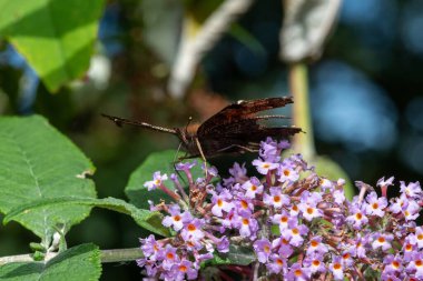 Kelebek çalılığında (buddleja davidii) bir tavus kuşu kelebeğine (aglais io) yaklaş
