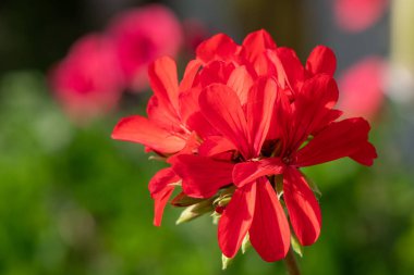 Kırmızı sarmaşık bırakılmış pelargonyum (pelargonyum peltatum) çiçeklerine yakın çekim