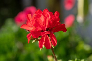 Kırmızı sarmaşık bırakılmış pelargonyum (pelargonyum peltatum) çiçeklerine yakın çekim