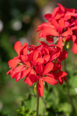 Kırmızı sarmaşık bırakılmış pelargonyum (pelargonyum peltatum) çiçeklerine yakın çekim