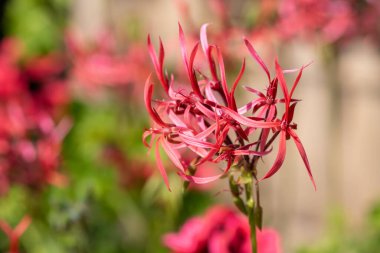 Pelargonium stenopetalum çiçeklerinin açılışını kapat