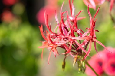 Pelargonium stenopetalum çiçeklerinin açılışını kapat