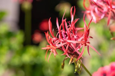 Pelargonium stenopetalum çiçeklerinin açılışını kapat