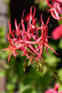Pelargonium stenopetalum çiçeklerinin açılışını kapat