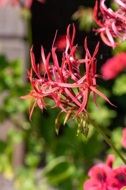 Pelargonium stenopetalum çiçeklerinin açılışını kapat