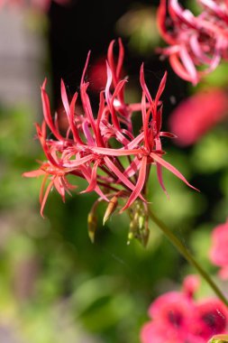 Pelargonium stenopetalum çiçeklerinin açılışını kapat
