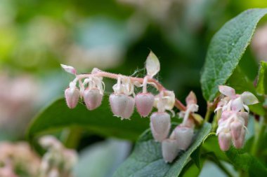 Çiçek açan bir salal (gaultheria shallon) çiçeğinin makro çekimi