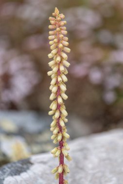 Göbek otu (umbilicus rupestris) bir duvarın dışında büyümekte