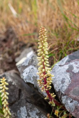 Göbek otu (umbilicus rupestris) bir duvarın dışında büyümekte