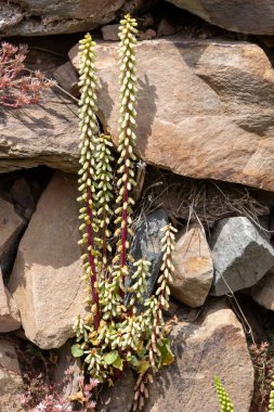 Göbek otu (umbilicus rupestris) bir duvarın dışında büyümekte
