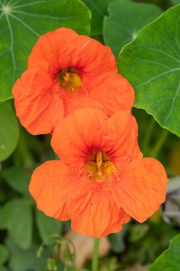Çiçek açan turuncu nasturtiyuma (tropeolum) yakın plan