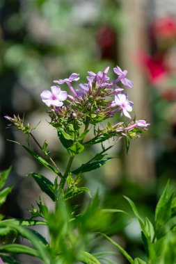 Çiçekler açan pembe bahçe feniklerine (phlox paniculata) yakın plan