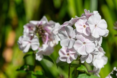 Çiçekler açan beyaz bahçe feniklerini (phlox paniculata) kapatın
