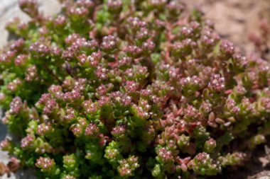 Beyaz taşropların (sedum albümü) kapanışı çiçek açıyor