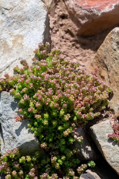 Beyaz taşropların (sedum albümü) kapanışı çiçek açıyor