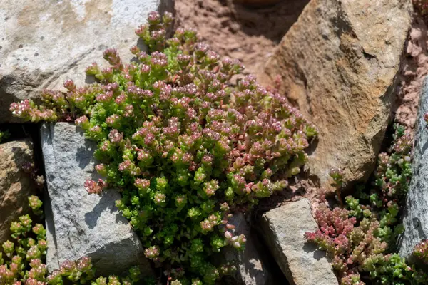 Beyaz taşropların (sedum albümü) kapanışı çiçek açıyor