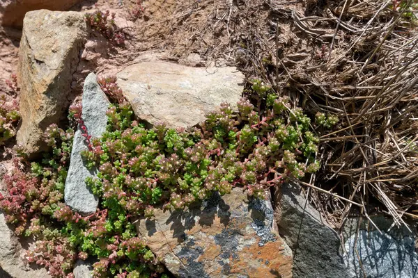 Beyaz taşropların (sedum albümü) kapanışı çiçek açıyor