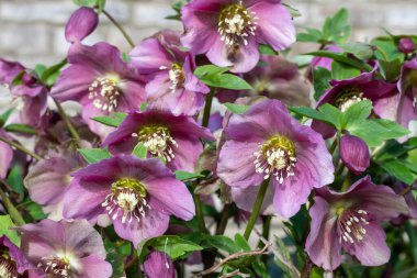 Çiçek açan pembe karabataklara (helleborus orientalis) yakın plan