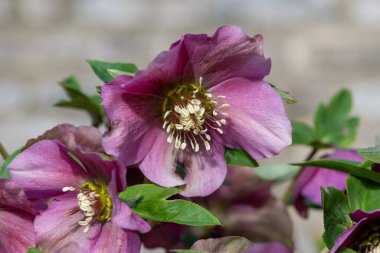 Çiçek açan pembe bir karabatak deliğine (helleborus orientalis) yakın plan