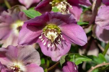 Çiçek açan pembe bir karabatak deliğine (helleborus orientalis) yakın plan