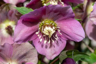 Çiçek açan pembe bir karabatak deliğine (helleborus orientalis) yakın plan