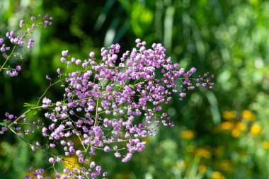 Çiçeklerin açtığı pembe çikulaya (gypthe paniculata) yakın plan