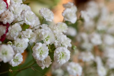 Çiçek açan jinekoloğu kapat