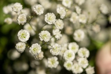 Çiçek açan jinekoloğu kapat