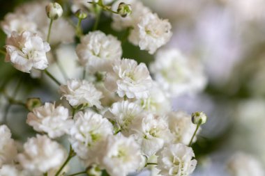 Çiçek açan jinekoloğu kapat