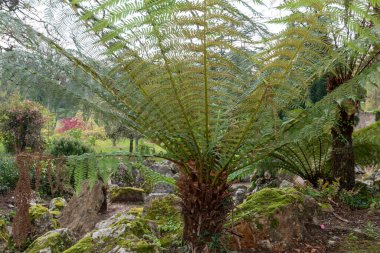 Bahçedeki süs ağacı eğreltiotunun yakınına.