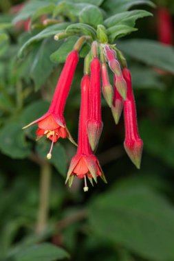 Fuşya çiçeği açan Bolivya çiçeklerini kapatın.