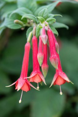 Fuşya çiçeği açan Bolivya çiçeklerini kapatın.
