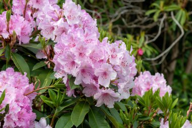 Close up of pink Rhododendron flowers in bloom