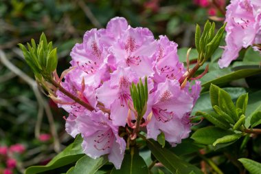 Close up of pink Rhododendron flowers in bloom