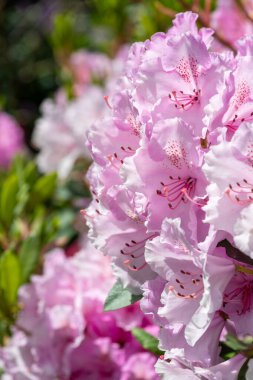 Close up of pink Rhododendron flowers in bloom