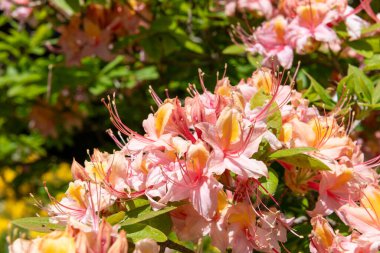 Pembe batı azaela (Rhododendron batısı) çiçeklerinin açılışını kapat