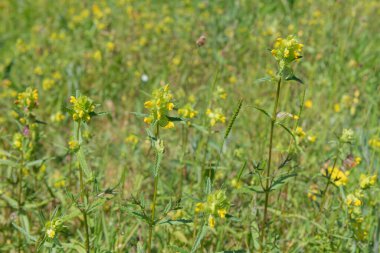 Sarı çıngıraklı (rhinanthus minor) çiçeklerin açılışını kapat