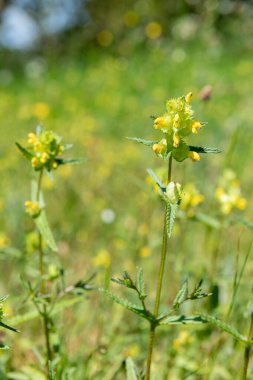 Sarı çıngıraklı (rhinanthus minor) çiçeklerin açılışını kapat