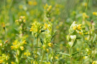 Close up of yellow rattle (rhinanthus minor) flowers in bloom clipart