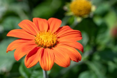 Close up of a Mexican sunflower (tithonia rotundifolia) in bloom clipart
